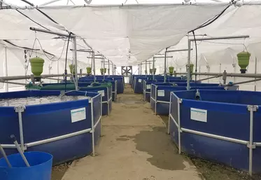 L’aquaponie se fraye un chemin chez les agriculteurs