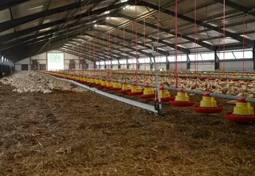 Influenza : comment la filière canards gras s’adapte à la baisse de densité