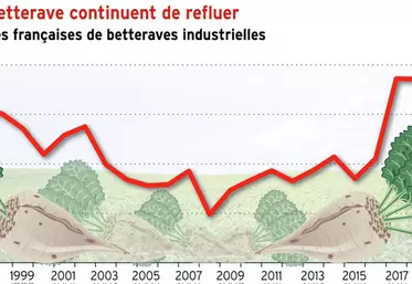 Les surfaces de betterave continuent de refluer