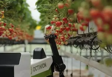 Tomates, fraises : des projets encore plus avancés