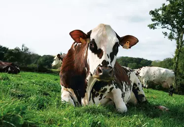 Événementiel : la normande Oreillette vache égérie du prochain Salon de l’agriculture