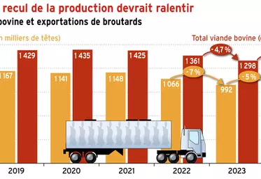 Viande bovine : le recul de la production devrait ralentir