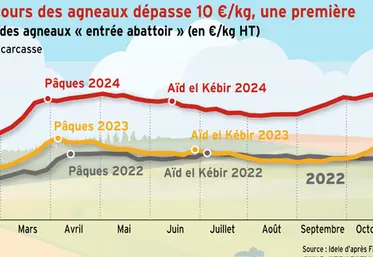 <em class="placeholder">Ovins viande : le cours des agneaux dépasse 10 €/kg, une première</em>
