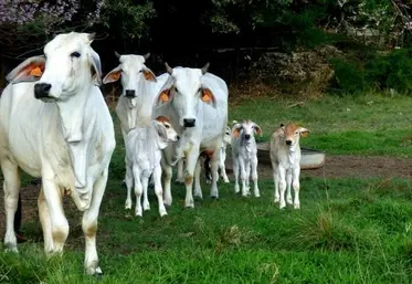<em class="placeholder">Évènementiel : la race ultramarine brahman choisie comme égérie du Sia 2026</em>