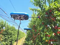 Drone cueillant des nectarines (Italie)