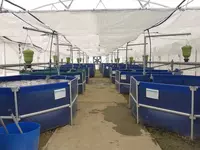 L’aquaponie se fraye un chemin chez les agriculteurs