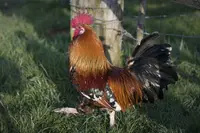 coq