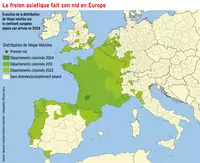 Le Frelon asiatique fait son nid en Europe