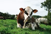 Événementiel : la normande Oreillette vache égérie du prochain Salon de l’agriculture