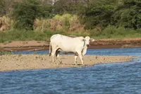 <em class="placeholder">Évènementiel : la race ultramarine brahman choisie comme égérie du Sia 2026</em> <em class="placeholder">Évènementiel : la race ultramarine brahman choisie comme égérie du Sia 2026</em>