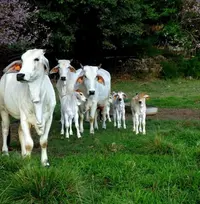 <em class="placeholder">Évènementiel : la race ultramarine brahman choisie comme égérie du Sia 2026</em> <em class="placeholder">Évènementiel : la race ultramarine brahman choisie comme égérie du Sia 2026</em>