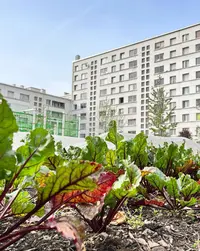 <em class="placeholder">Agriculture urbaine : fin de l’euphorie</em>