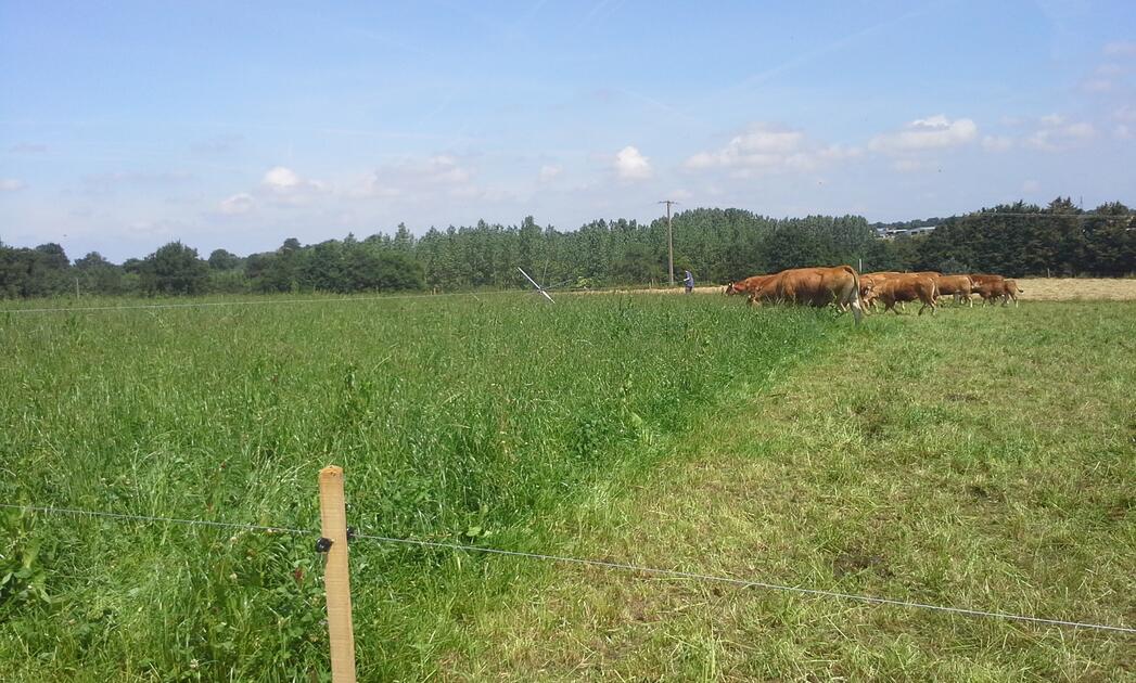 Pâturer plus avec un stock d’herbe sur pied pour l’été Agri53