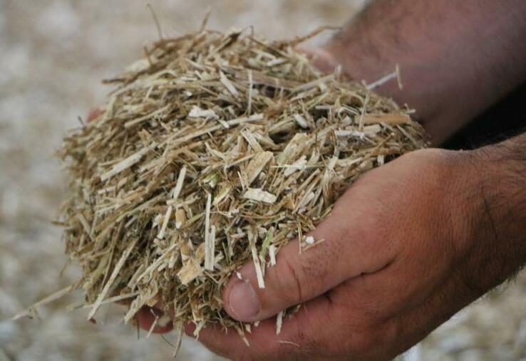 La paille de colza, déchiquetée et broyée, est une alternative à la paille de blé pour les élevages de volailles.