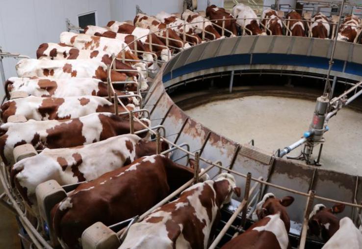 Le Cniel recommande aux éleveurs de réduire leur production laitière de 2 à 5 %. Pas facile en pleine période de pic printanier. L’Idele propose plusieurs pistes envisageables.