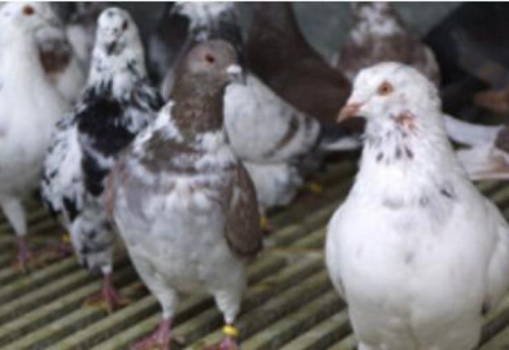 Depuis l’application des mesures sanitaires liées au Covid-19, dont la fermeture
des marchés à l’export et de la restauration, la Cfa estime que les éleveurs de pigeons de chair ont perdu 80 % de leurs débouchés.