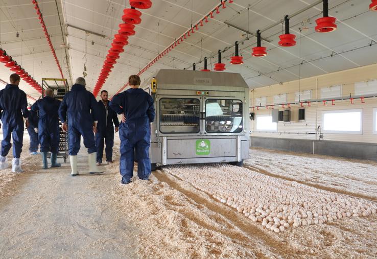 La machine Nestborn dépose délicatement 400 œufs d'un coup sur le nid de copeaux préparé par l'éleveur. 