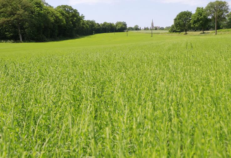 Une parcelle de lin " fibre-semence " en Mayenne. "Le lin est une culture de printemps qui casse vraiment la rotation. C'était ma première motivation", commente Pierre Pottier, agriculteur à Vaiges.