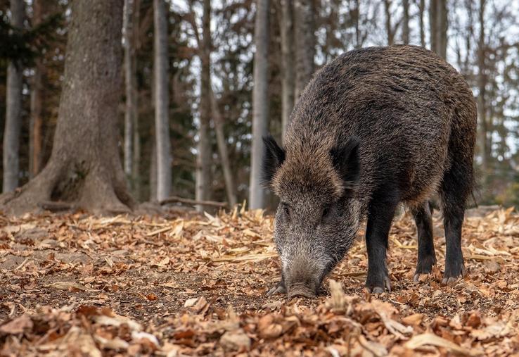 Chambres d'agriculture France, la Fédération nationale des chasseurs et la FNSEA ont élaboré un guide utile à la bonne déclaration des dégâts de grand gibier sur les cultures et récoltes.