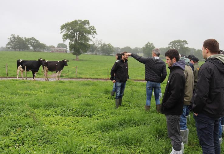 Dans les parcelles de Jérôme Cottereau à Saint-Germain-d'Anxure, les vaches pâturent presque tout au long de l'année. Une volonté de l'éleveur.