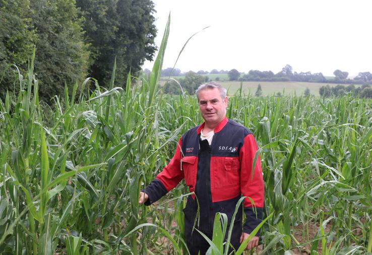 Chez Mickaël Durand, 25 hectares de maïs ont été touchés par la grêle après avoir été couchés par le vent, deux jours plus tôt. La fleur n'est heureusement pas sortie, mais les feuilles ont été déchiquetées.