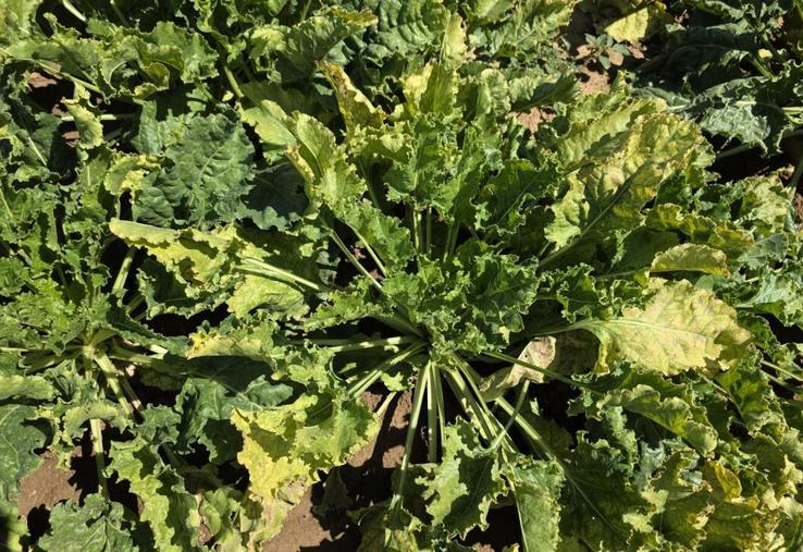Les parcelles de Melchior de Pange et du couple Courty subissent la même problématique, le virus de la jaunisse de la betterave. "Avec les néonicotinoïdes, les puceront sont tués, alors qu'avec les produits actuels, ils sont seulement repoussés", regrette Melchior de Pange.