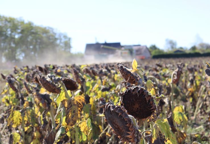 Pour sa campagne 2026 de battages de tournesol, Philippe Lainé a semé autour du 10 avril avec "70 000 pieds à l'hectare et 45 cm d'écartement".