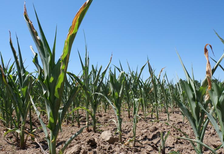 Lors de la cellule "sécheresse" tenue lundi en préfecture, la Préfète de Mayenne a annoncé l'ouverture du guichet, avec des demandes d'aide pouvant être effectuées jusqu'au 4 octobre inclus.