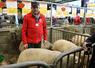 Alain Bréhin avec ses moutons Rouge de l'Ouest.