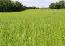 Une parcelle de lin " fibre-semence " en Mayenne. "Le lin est une culture de printemps qui casse vraiment la rotation. C'était ma première motivation", commente Pierre Pottier, agriculteur à Vaiges.
