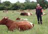 Didier Hestault au milieu de son troupeau de Rouges des Prés, au lieu-dit La Pinsonnière à Ruillé-Froid-Fonds. Le vendredi 19 juin, il accueillera sur ses terres la journée Innov'Action "viande bovine".