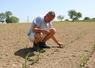 Jean-Luc Ronceray ne peut que constater les dégâts. Dans sa parcelle de 30 hectares, les trois quarts des pieds de maïs sont morts, victimes de la mouche geomyza. Au premier plan, certains des rares pieds viables.
Photo en haut à droite :"La mouche a piqué, le ver a fait son effet, le cœur est mort."
En bas à droite, un pied viable, entouré de pieds attaqués par la mouche du semis.