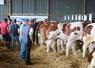 Vendredi 4 septembre, 310 bovins étaient en lice pour le classement des animaux de viande.