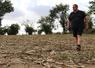 Lionel Lelièvre, éleveur laitier à Bonchamp-lès-Laval, dans une parcelle attaquée par les sangliers avant les ensilages. En haut à droite, il nous montre la différence entre une poupine saine et sauve (au milieu) et deux poupines grignotées par les sangliers. "C'est dangereux, puisque les sangliers se rapprochent des habitations et points d'eau. C'est la sécheresse pour eux aussi".