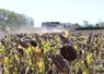 Pour sa campagne 2026 de battages de tournesol, Philippe Lainé a semé autour du 10 avril avec "70 000 pieds à l'hectare et 45 cm d'écartement".