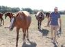 Grâce à son système tout herbe, le Haras de La Ronceraie est 100 % autonome en foin. "À l'avenir, on en produira assez pour en revendre", estime le dirigeant de l'exploitation, Maxime Guyon.