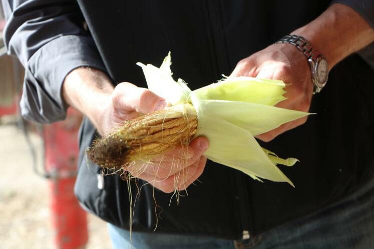 Les premiers relevés de taux de MS en Mayenne ont eu lieu, avec Seenovia, mercredi 21 août, à la Cuma de Renazé.