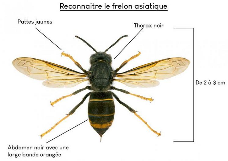 Reconnaître le frelon asiatique.