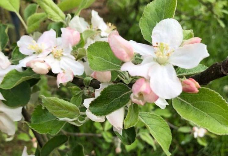 La floraison promet une bonne récolte de pomme cette année.