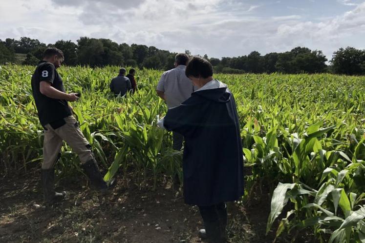 Les parcelles ont été passées au peigne fin. Chacun, sur une même distance, a compté les poupées viables. Résultats : « entre 20 et 25 sur 80 étaient de bonne taille et bien parties pour contenir suffisamment de grains », relate Olivier Duhamel. « On a vu beaucoup d’avortons de poupées qui ne donneront rien », a constaté Stéphane Dalifard.