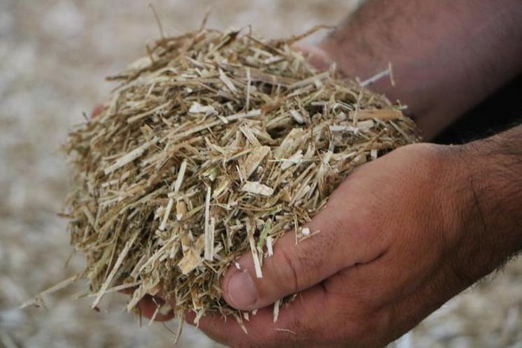 La paille de colza, déchiquetée et broyée, est une alternative à la paille de blé pour les élevages de volailles.