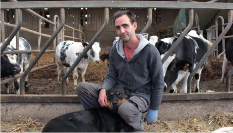 Aurélien Lambert soigne ses 60 vaches laitières grâce à l’acupuncture.