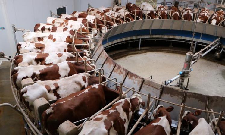 Le Cniel recommande aux éleveurs de réduire leur production laitière de 2 à 5 %. Pas facile en pleine période de pic printanier. L’Idele propose plusieurs pistes envisageables.