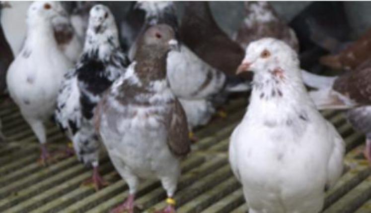 Depuis l’application des mesures sanitaires liées au Covid-19, dont la fermeture
des marchés à l’export et de la restauration, la Cfa estime que les éleveurs de pigeons de chair ont perdu 80 % de leurs débouchés.