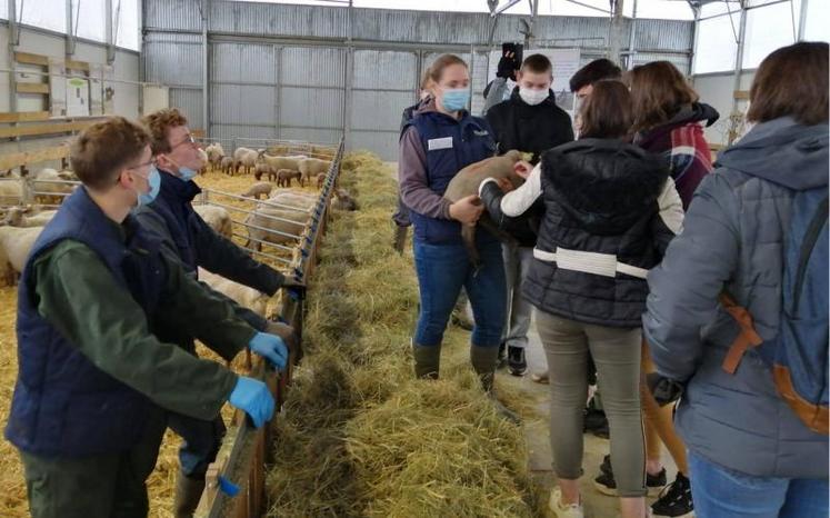 Parmi les ateliers proposés, passage dans le bâtiment d’élevage des ovins.