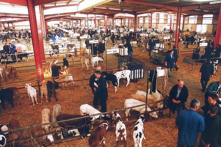 La nouvelle halle Saint-Fiacre prête pour son 1er marché aux veaux.