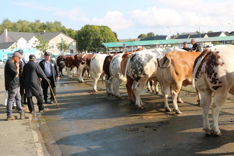 Les éleveurs et leurs plus belles bêtes à viande arrivent de jeudi au foirail d’Évron.