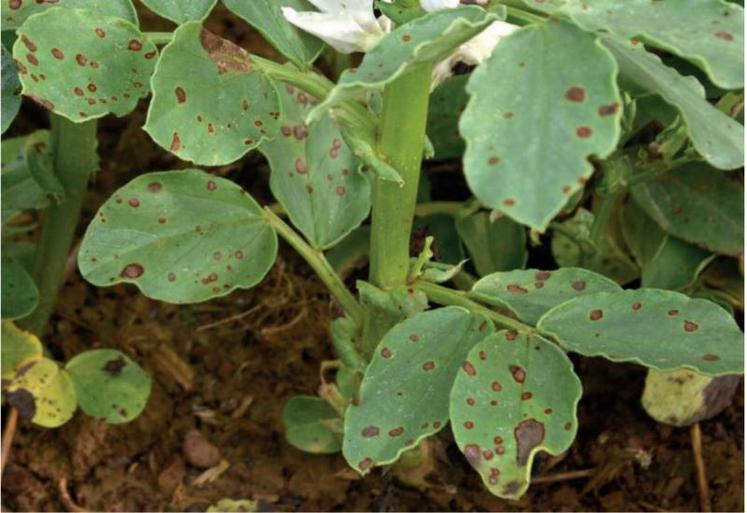 Botrytis sur féverole.