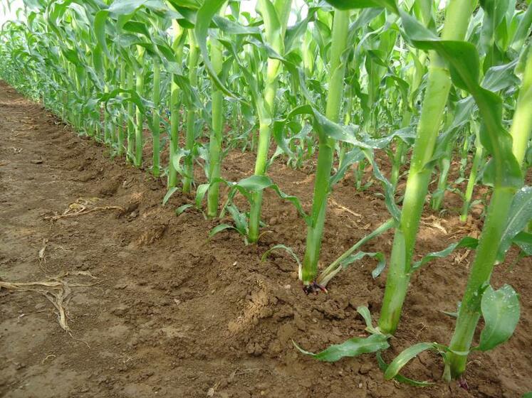 Dans la gamme 80 – 120 000 plantes/ha à la récolte, pour les variétés précoces, le rendement du maïs augmente en moyenne de 0,36 t MS/ha pour 10 000 plantes/ha supplémentaires (source essais Arvalis).