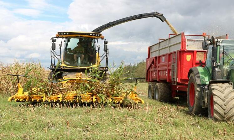 Malgré des tiges très sèches, les grains, qui constituent près de la moitié du rendement, remplissent complètement l’épi.